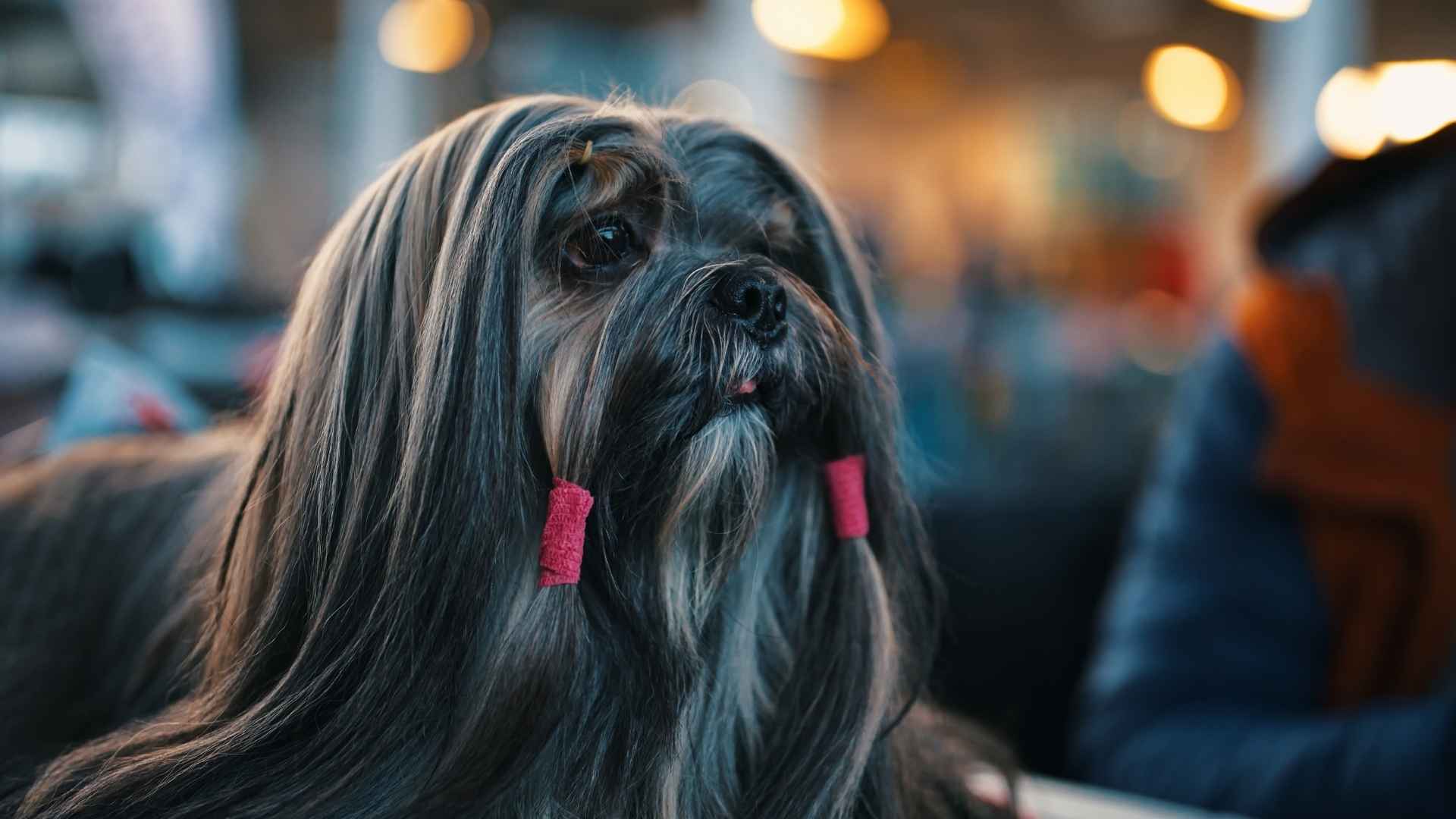 perro Lhasa Apso negro